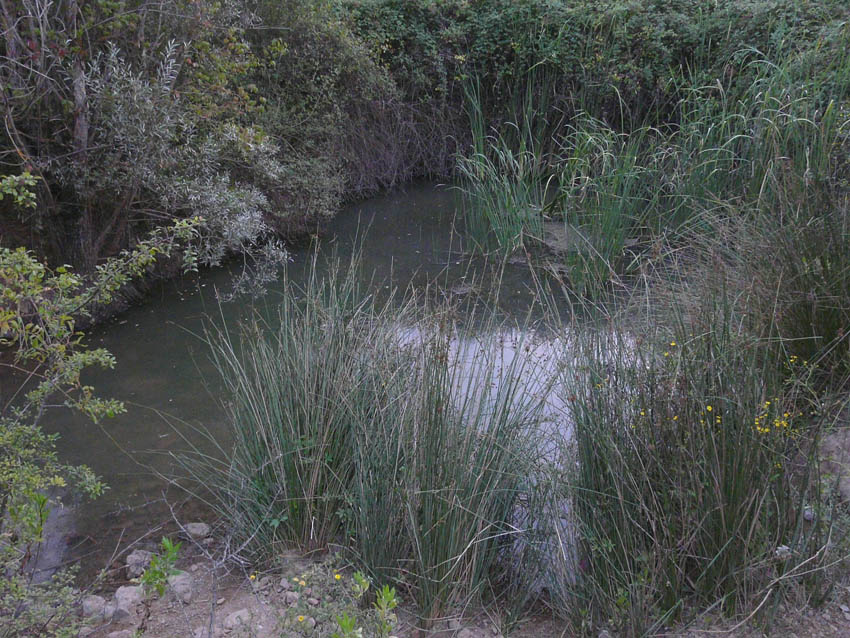 In un podere vicino Massa Marittima (GR)